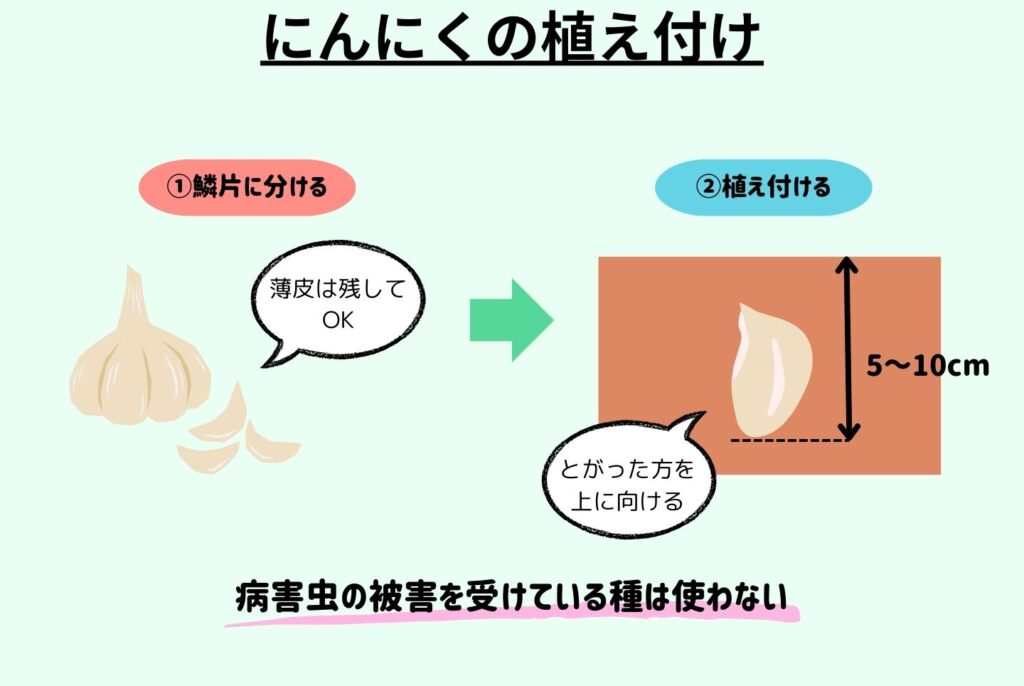 にんにくの栽培は家庭菜園でもできる？植え付けから収穫のポイントまで徹底解説